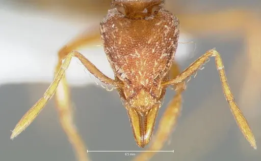 Strumigenys simoni specimen CASENT0006029 image casent0006029_2