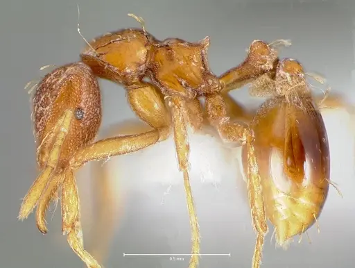 Strumigenys simoni specimen CASENT0006029 image casent0006029_3