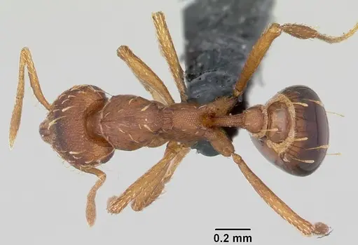 Strumigenys simoni specimen CASENT0060533 image casent0060533_1