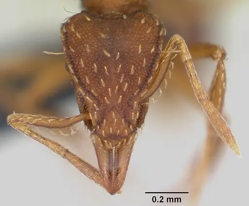 Strumigenys simoni specimen CASENT0060533 image casent0060533_2