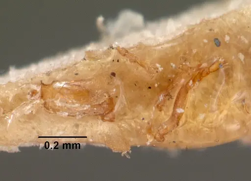 Strumigenys simoni specimen CASENT0102079 image casent0102079_1
