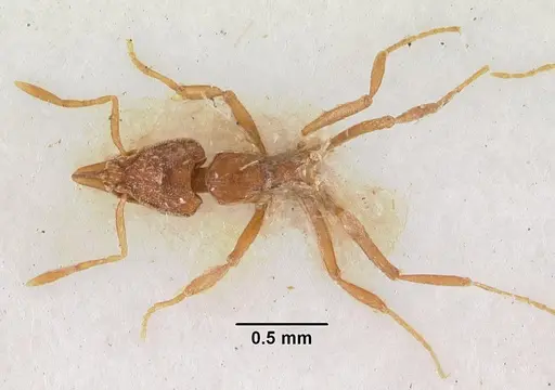 Strumigenys simoni specimen CASENT0102255 image casent0102255_1
