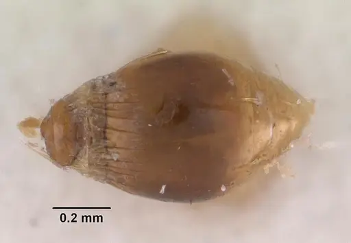 Strumigenys simoni specimen CASENT0102255 image casent0102255_2