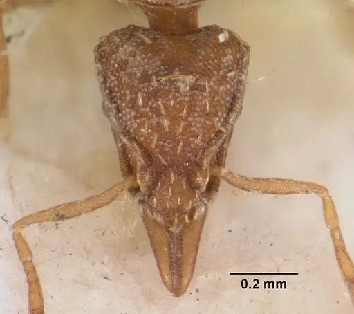 Strumigenys simoni specimen CASENT0102255 image casent0102255_3