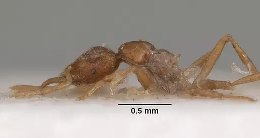 Strumigenys simoni specimen CASENT0102255 image casent0102255_4