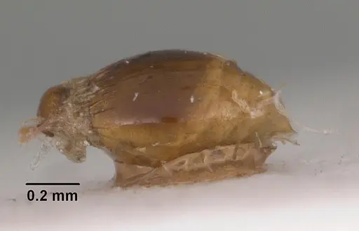 Strumigenys simoni specimen CASENT0102255 image casent0102255_5