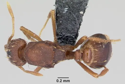 Strumigenys simoni specimen CASENT0104921 image casent0104921_1