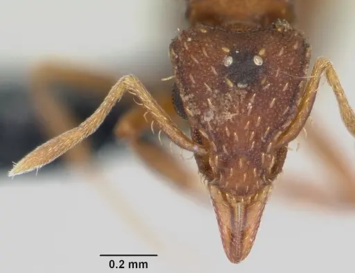 Strumigenys simoni specimen CASENT0104921 image casent0104921_2
