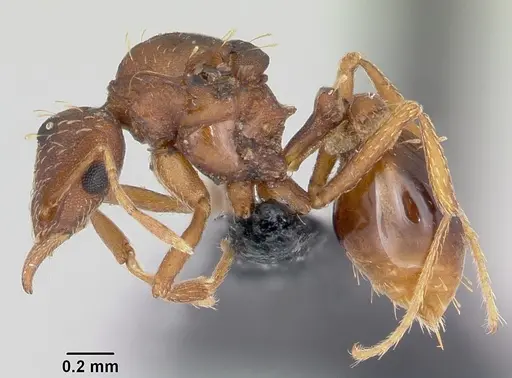 Strumigenys simoni specimen CASENT0104921 image casent0104921_3