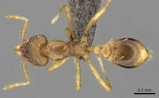 Strumigenys simoni specimen CASENT0235697 image casent0235697_1