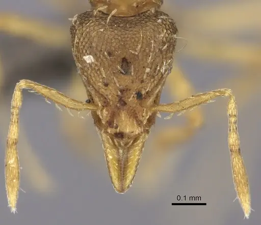 Strumigenys simoni specimen CASENT0235697 image casent0235697_2
