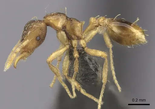Strumigenys simoni specimen CASENT0235697 image casent0235697_3