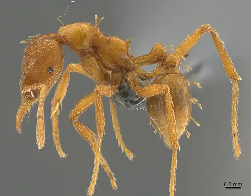 Strumigenys simoni specimen CASENT0358223 image casent0358223_1