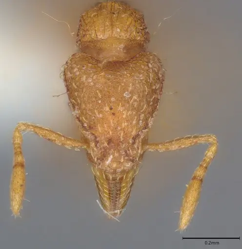Strumigenys simoni specimen CASENT0763717 image casent0763717_1