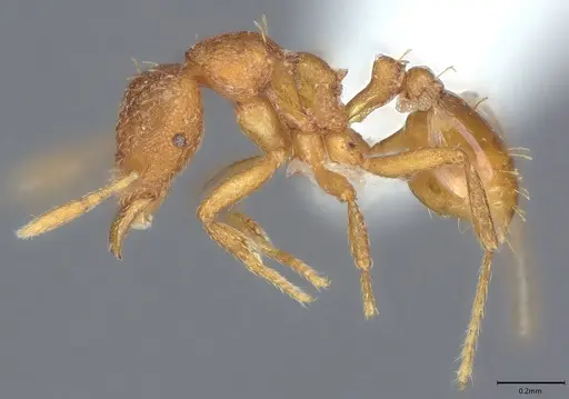 Strumigenys simoni specimen CASENT0763717 image casent0763717_2