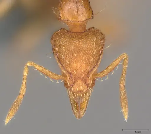 Strumigenys simoni specimen CASENT0778978 image casent0778978_1