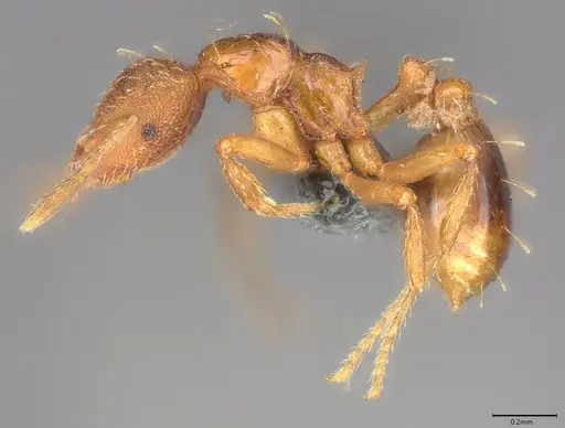 Strumigenys simoni specimen CASENT0778978 image casent0778978_2