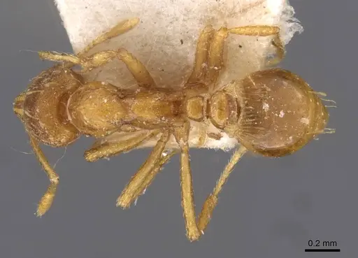 Strumigenys simoni specimen CASENT0909331 image casent0909331_1