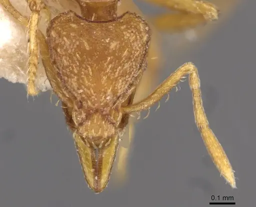 Strumigenys simoni specimen CASENT0909331 image casent0909331_2