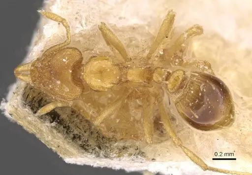 Strumigenys simoni specimen CASENT0909332 image casent0909332_1