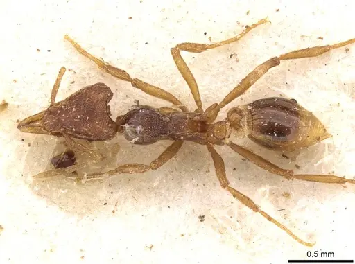 Strumigenys simoni specimen CASENT0909333 image casent0909333_1