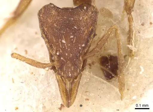 Strumigenys simoni specimen CASENT0909333 image casent0909333_2