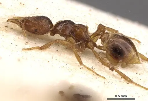 Strumigenys simoni specimen CASENT0909333 image casent0909333_3