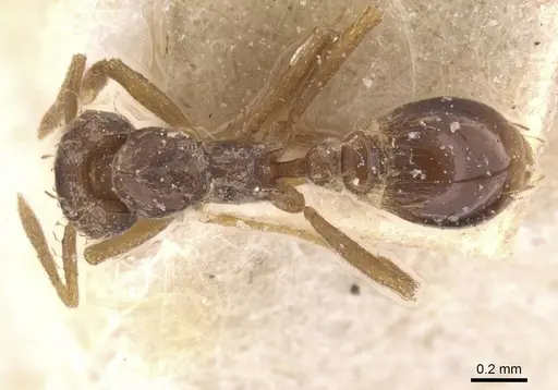 Strumigenys simoni specimen CASENT0912842 image casent0912842_1