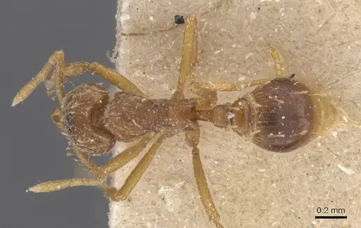 Strumigenys simoni specimen CASENT0912843 image casent0912843_1