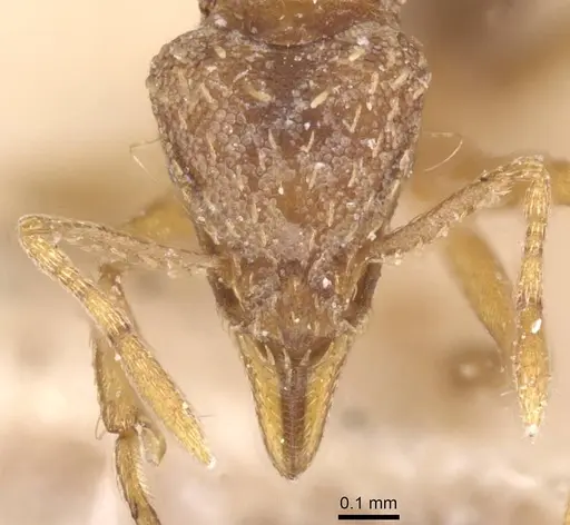Strumigenys simoni specimen CASENT0912843 image casent0912843_2