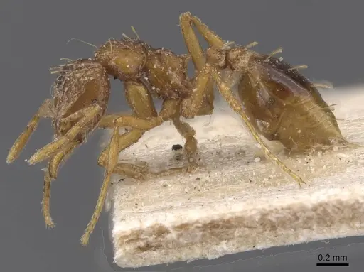 Strumigenys simoni specimen CASENT0912843 image casent0912843_3