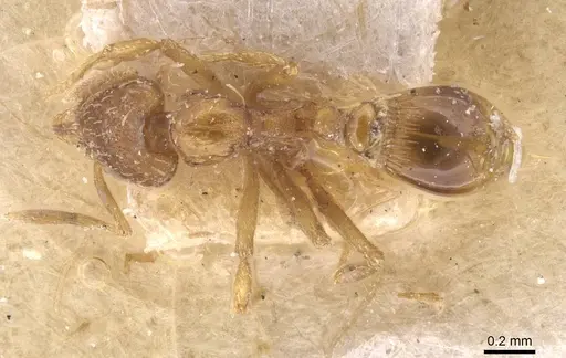Strumigenys simoni specimen CASENT0912844 image casent0912844_1