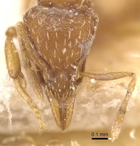 Strumigenys simoni specimen CASENT0912844 image casent0912844_2