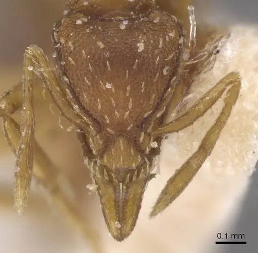 Strumigenys simoni specimen CASENT0912845 image casent0912845_2