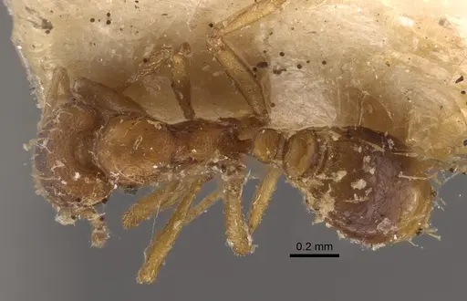 Strumigenys simoni specimen CASENT0917840 image casent0917840_1