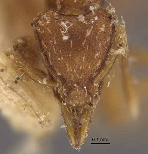 Strumigenys simoni specimen CASENT0917840 image casent0917840_2