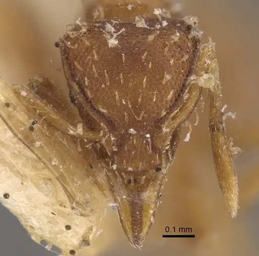 Strumigenys simoni specimen CASENT0917840 image casent0917840_3