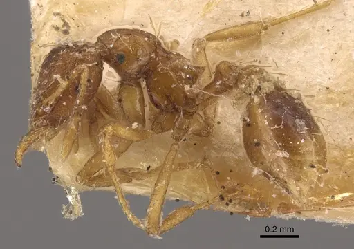 Strumigenys simoni specimen CASENT0917840 image casent0917840_4