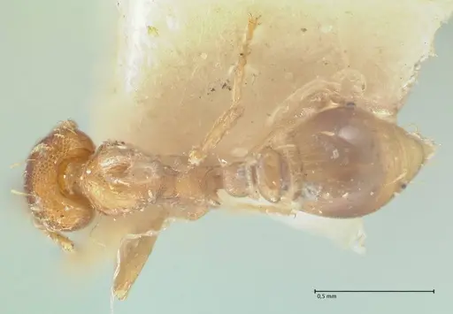Strumigenys simoni specimen FOCOL2168 image focol2168_1