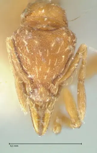 Strumigenys simoni specimen FOCOL2168 image focol2168_2