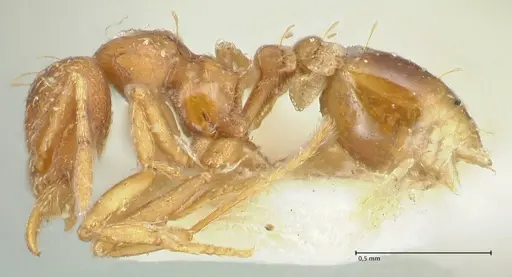 Strumigenys simoni specimen FOCOL2168 image focol2168_3