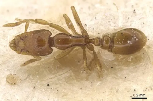 Strumigenys simulans specimen CASENT0912827 image casent0912827_1