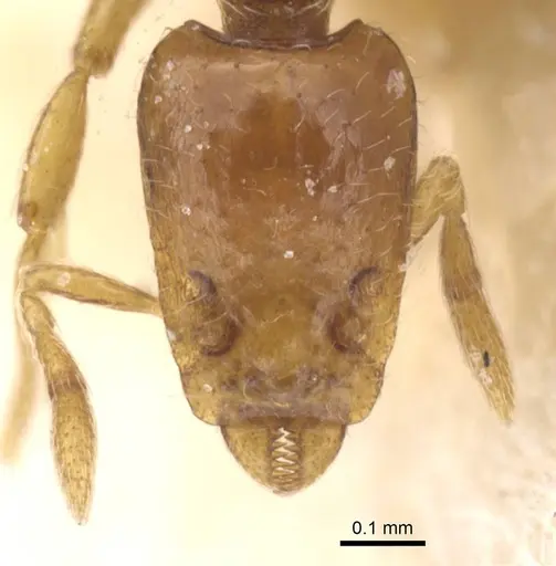 Strumigenys simulans specimen CASENT0912827 image casent0912827_2