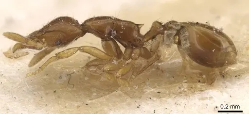 Strumigenys simulans specimen CASENT0912827 image casent0912827_3