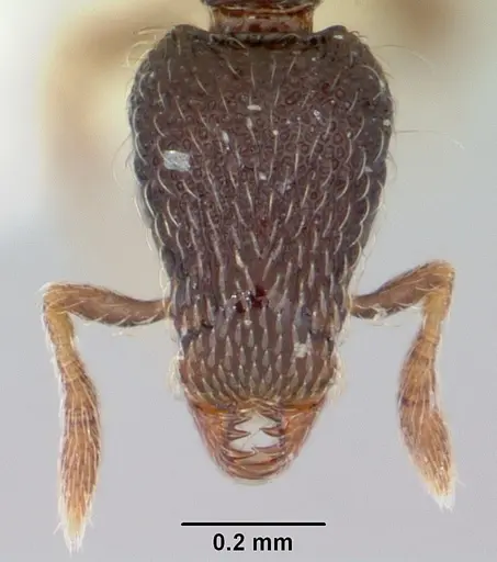 Strumigenys sistrura specimen CASENT0102591 image casent0102591_2