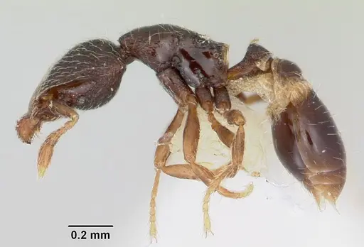 Strumigenys sistrura specimen CASENT0102591 image casent0102591_3