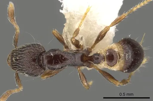 Strumigenys sistrura specimen CASENT0900056 image casent0900056_1