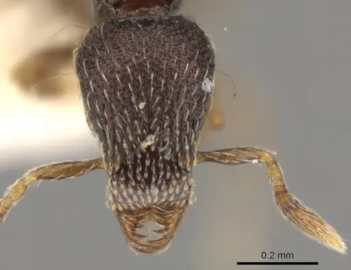 Strumigenys sistrura specimen CASENT0900056 image casent0900056_2