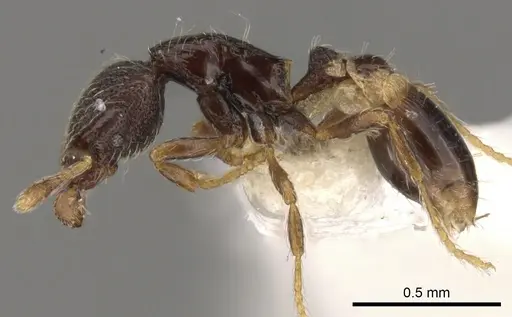 Strumigenys sistrura specimen CASENT0900056 image casent0900056_3