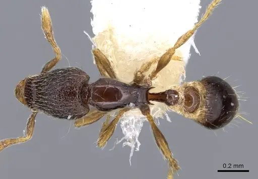 Strumigenys sistrura specimen CASENT0914727 image casent0914727_1